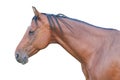 Horse Royalty Free Stock Photo