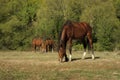 Horse Royalty Free Stock Photo