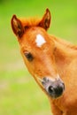 Horse Royalty Free Stock Photo