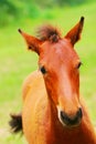 Horse Royalty Free Stock Photo