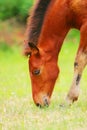 Horse Royalty Free Stock Photo