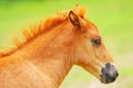 Horse Royalty Free Stock Photo