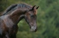 Horse Royalty Free Stock Photo