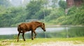 Horse Royalty Free Stock Photo