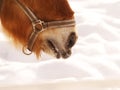 Horse (66) nose and snow Royalty Free Stock Photo