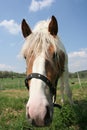 Horse Royalty Free Stock Photo