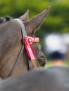 Horse Abstract