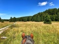 Horse riding in nature Royalty Free Stock Photo