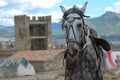 Horse against the background of the fortress