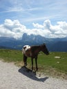 Horse against the Sasslong mountain