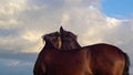 Horse against the sky Royalty Free Stock Photo
