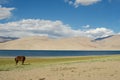 Horse against Tso Moriri lake