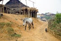 Horse at Akha Village, Pongsali, Laos