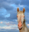 Horse Akhal-Teke Royalty Free Stock Photo