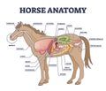 Horse anatomy and animal body inner physiological structure outline diagram