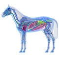 Horse Anatomy - Internal Anatomy of a Horse