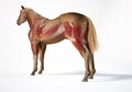 Horse Anatomy. Muscular and skeletal systems