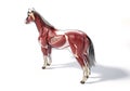 Horse Anatomy. Muscular system