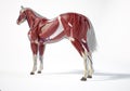 Horse Anatomy. Muscular system