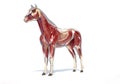 Horse Anatomy. Muscular system