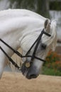 Horse in Andalusia, Spain