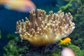 Horse anemone Actinia equina on sea reef