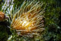 Horse anemone (Actinia equina) on sea reef