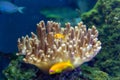 Horse anemone (Actinia equina) on a sea reef