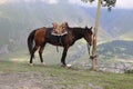 A bay horse grazes in the mountains Royalty Free Stock Photo