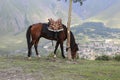 A bay horse grazes in the mountains Royalty Free Stock Photo