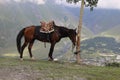 A bay horse grazes in the mountains Royalty Free Stock Photo