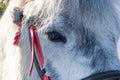 Horse animal face Royalty Free Stock Photo