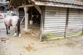 Horse in animal park with dung on the floor