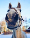 Horse Royalty Free Stock Photo