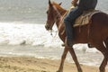 A Horse Walking Down the Beach