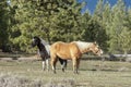 Horse appears to be yawning.