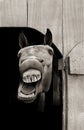 A horse appears to laugh in this vintage black and white slightly sepia photograph