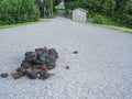 Horse apples on a dam wide angle view Royalty Free Stock Photo