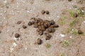 Horse apples on the ground Royalty Free Stock Photo