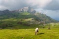 Horse in Arraba in Gorbea mountain Royalty Free Stock Photo