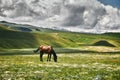 Horse in the Assy Plateau, near Almaty, Kazakhstan Royalty Free Stock Photo