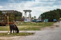 Horse attached to a post alone in Remedios Cuba.