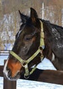 Horse awaits riding