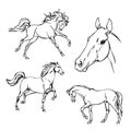 Horse. B & W vector drawing. Royalty Free Stock Photo