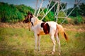 horse baby standing on grass ground beautiful view,American horse standing,White and brown horse top view Royalty Free Stock Photo