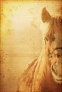 Horse Background Royalty Free Stock Photo