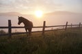 Horse on the background of foggy mountains at sunrise. Ukraine, Carpathians Royalty Free Stock Photo
