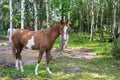 Horse on the background of a Russian birch grove