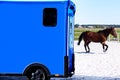 Car for carrying horses . Funny horse transport .