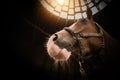 Horse in the Barn Closeup Royalty Free Stock Photo